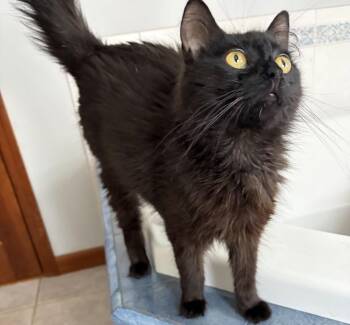 Coco -  Domestic Long Hair Cat for Adoption in North Babylon, New York - Coco | PetCurious