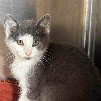Tommy Boy -  Domestic Short Hair Cat for Adoption in Davenport, Iowa - Tommy Boy | PetCurious