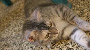 Rescue Domestic Short Hair Cats for Adoption in Brampton, Ontario - Lolita | PetCurious