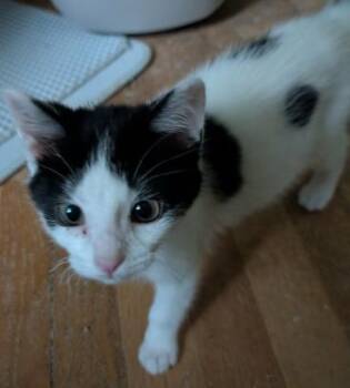 Felix -  Domestic Short Hair Cat for Adoption in Battle Creek, Michigan - Felix | PetCurious