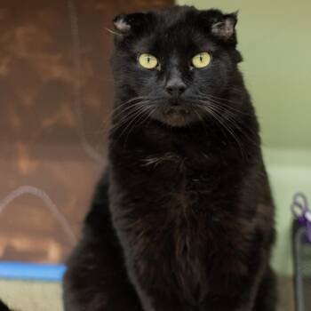 Domestic Short Hair Cats Available for Adoption - Baby Boy | PetCurious