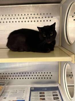 Domestic Long Hair Cats Available for Adoption - Black Long Hair | PetCurious