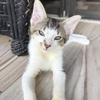 Duey -  Domestic Short Hair Cat for Adoption in Sunrise, Florida - Duey | PetCurious