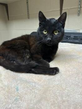 Domestic Short Hair Cats Available for Adoption in Chester, South Carolina - SAMPSON | PetCurious