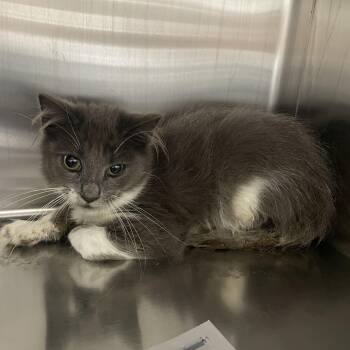Gene -  Domestic Medium Hair Cat for Adoption in Lenoir City, Tennessee - Gene | PetCurious