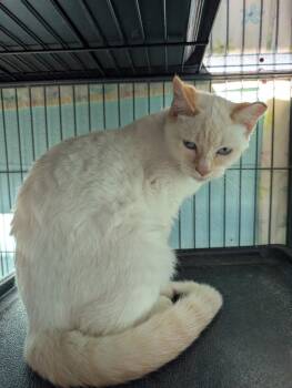 Rescue Domestic Short Hair Cats for Adoption in Hamilton, Ohio - Starfire | PetCurious