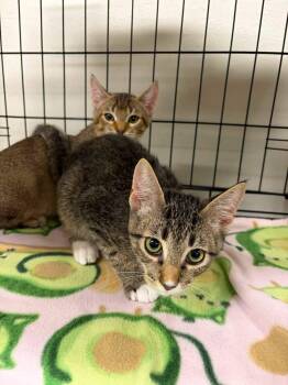 Princess Donut and Carl -  Abyssinian and Domestic Short Hair Cat for Adoption in Walnut Creek, California - Princess Donut And Carl | PetCurious
