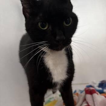 Black Eyed Pea -  Tuxedo and Domestic Short Hair Cat for Adoption in Columbia, South Carolina - Black Eyed Pea | PetCurious