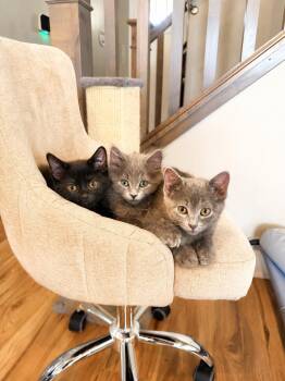 Silverado -  Domestic Long Hair Cat for Adoption in Millcreek, Utah - Silverado | PetCurious