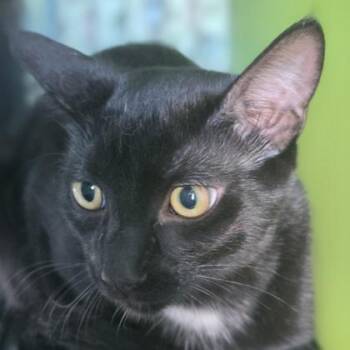 Noche (bonded with Hermosa) -  Domestic Medium Hair and Domestic Short Hair Cat for Adoption in Verona, Wisconsin - Noche (bonded With Hermosa) | PetCurious