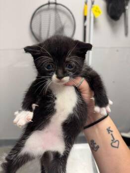 Domestic Short Hair Cats Available for Adoption in Sevierville, Tennessee - Cookie Monster | PetCurious