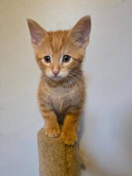 Fuzzy Navel -  Domestic Short Hair Cat for Adoption in Lincoln, Nebraska - Fuzzy Navel | PetCurious