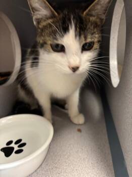 Orzo -  Domestic Short Hair Cat for Adoption in Liverpool, New York - Orzo | PetCurious
