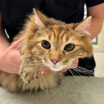 Domestic Medium Hair Cats Available for Adoption in Murray, Utah - Claire Bear | PetCurious