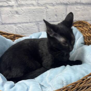 Melody -  Domestic Short Hair Cat for Adoption in Harrisonburg, Virginia - Melody | PetCurious