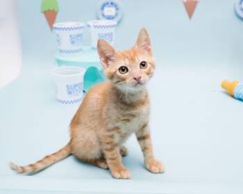 Bruno Mars -  Domestic Short Hair Cat for Adoption in Jefferson, Louisiana - Bruno Mars | PetCurious