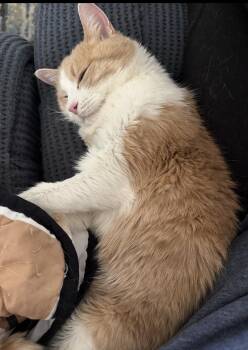 Rescue Domestic Long Hair Cats for Adoption in Las Vegas, Nevada - Ginger | PetCurious