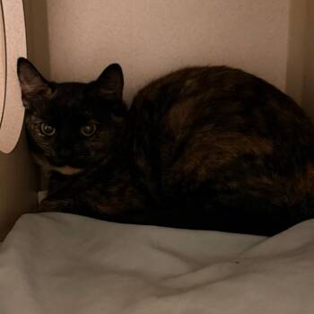 Pine -  Domestic Short Hair Cat for Adoption in Durango, Colorado - Pine | PetCurious