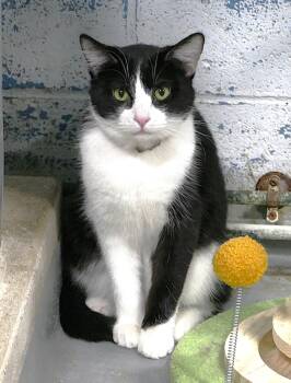 Domestic Short Hair Cats Available for Adoption - CHIP | PetCurious