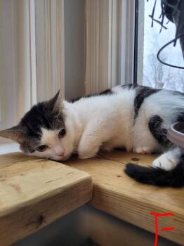 Tabby Cats Available for Adoption - Finn Bonded With Jake | PetCurious