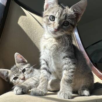 Rescue Domestic Short Hair Cats for Adoption in Wheeling, Illinois - Hashbrown And French Fry ~ Bonded FIV+ Siblings | PetCurious