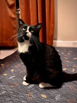 Rescue Domestic Short Hair Cats for Adoption in Dallas, Texas - Mr. Moustache | PetCurious