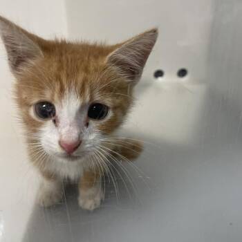Bartok -  Domestic Medium Hair Cat for Adoption in Columbus, Georgia - Bartok | PetCurious
