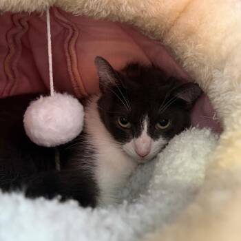 Domestic Short Hair Cats Available for Adoption in Sarasota, Florida - Angel | PetCurious