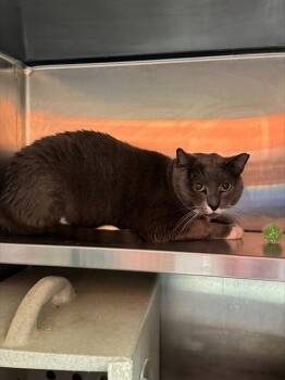 Domestic Short Hair Cats Available for Adoption in Louisville, Kentucky - POLYWOG | PetCurious