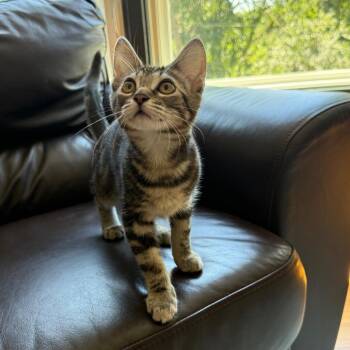Kazoo -  Domestic Short Hair Cat for Adoption in Etna, Pennsylvania - Kazoo | PetCurious