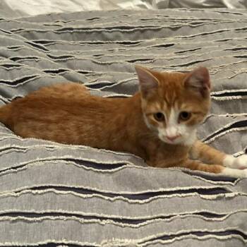 Rescue Domestic Short Hair Cats for Adoption in Evanston, Illinois - Bingo Zingo | PetCurious