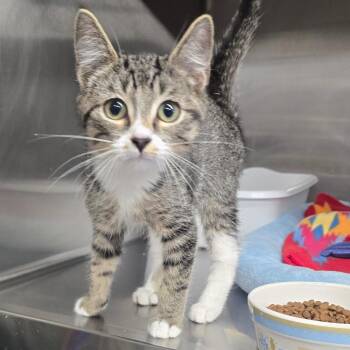 Champ -  Domestic Short Hair Cat for Adoption in Spokane, Washington - Champ | PetCurious