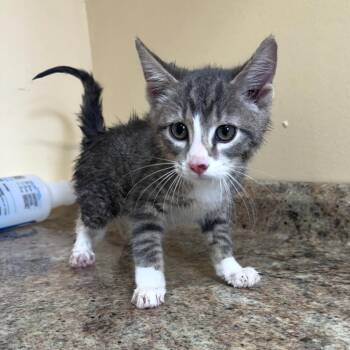 Bowie -  Domestic Short Hair Cat for Adoption in Corinth, Mississippi - Bowie | PetCurious