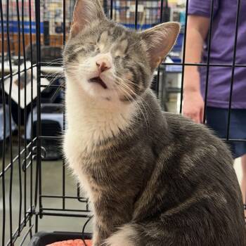 Spunky -  Tabby and Domestic Short Hair Cat for Adoption in Columbia, South Carolina - Spunky | PetCurious