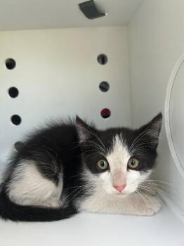 Puerto Rico -  Domestic Short Hair Cat for Adoption in Fruit Heights, Utah - Puerto Rico | PetCurious