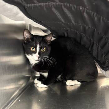 Nizza -  Domestic Short Hair Cat for Adoption in Royse City, Texas - Nizza | PetCurious