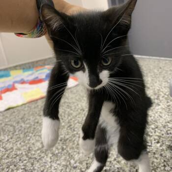 Shrub -  Domestic Short Hair Cat for Adoption in Morganton, North Carolina - Shrub | PetCurious
