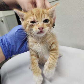 Clay -  Domestic Short Hair Cat for Adoption in Tampa, Florida - Clay | PetCurious