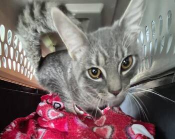 If 10 Bronson -  Domestic Short Hair Cat for Adoption in Lawrenceville, Georgia - If 10 Bronson | PetCurious