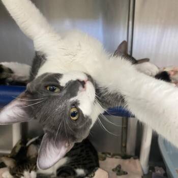 Drogon -  Domestic Short Hair Cat for Adoption in Lakeland, Florida - Drogon | PetCurious