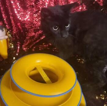 Beverley -  Domestic Short Hair Cat for Adoption in Conway, South Carolina - Beverley | PetCurious