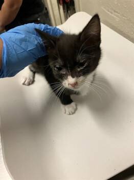 Domestic Short Hair Cats Available for Adoption in Long Beach, California - MALLARD | PetCurious