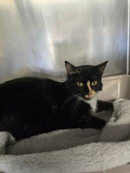 Rescue Domestic Short Hair Cats for Adoption in Cortland, New York - Doja Cat | PetCurious