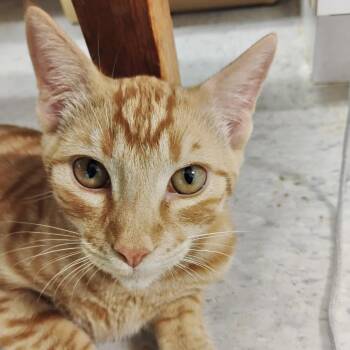 Ari -  Domestic Short Hair Cat for Adoption in Sonora, California - Ari | PetCurious