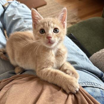 Sunflower -  Domestic Short Hair Cat for Adoption - Sunflower | PetCurious