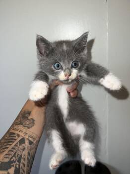 Jr -  Domestic Long Hair Cat for Adoption in Salisbury, North Carolina - Jr | PetCurious