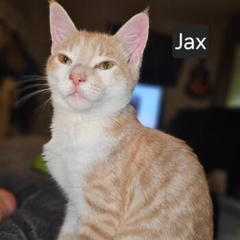 Jax -  Domestic Short Hair Cat for Adoption in Snow Hill, North Carolina - Jax | PetCurious
