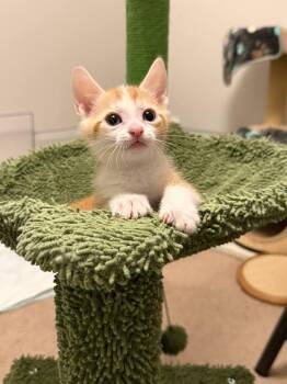 Donkey -  Domestic Short Hair Cat for Adoption in Fruit Heights, Utah - Donkey | PetCurious
