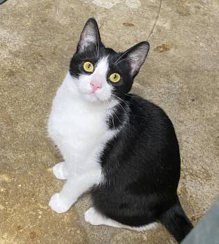 Melvin -  Domestic Short Hair Cat for Adoption in Alameda, California - Melvin | PetCurious