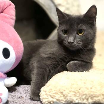 Mia -  Domestic Short Hair Cat for Adoption in Piscataway, New Jersey - Mia | PetCurious